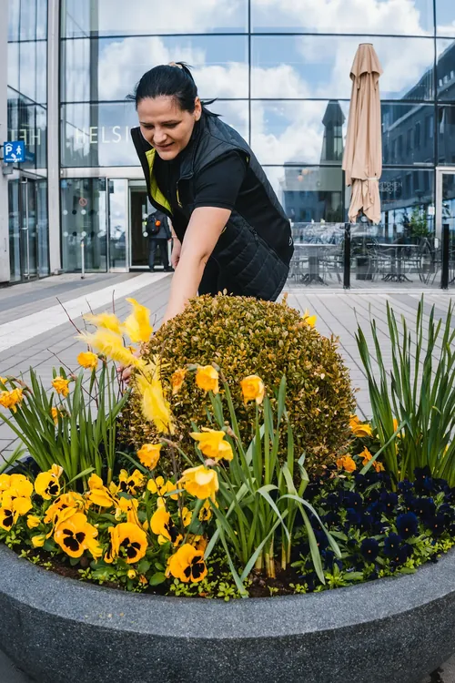 Marinela sköter om blommor i utemiljön